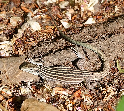New Mexico whiptail